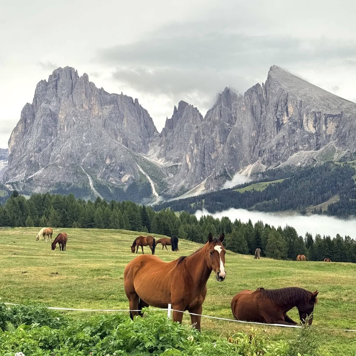 Cavalli al pascolo ai piedi delle Dolomiti — foto 1