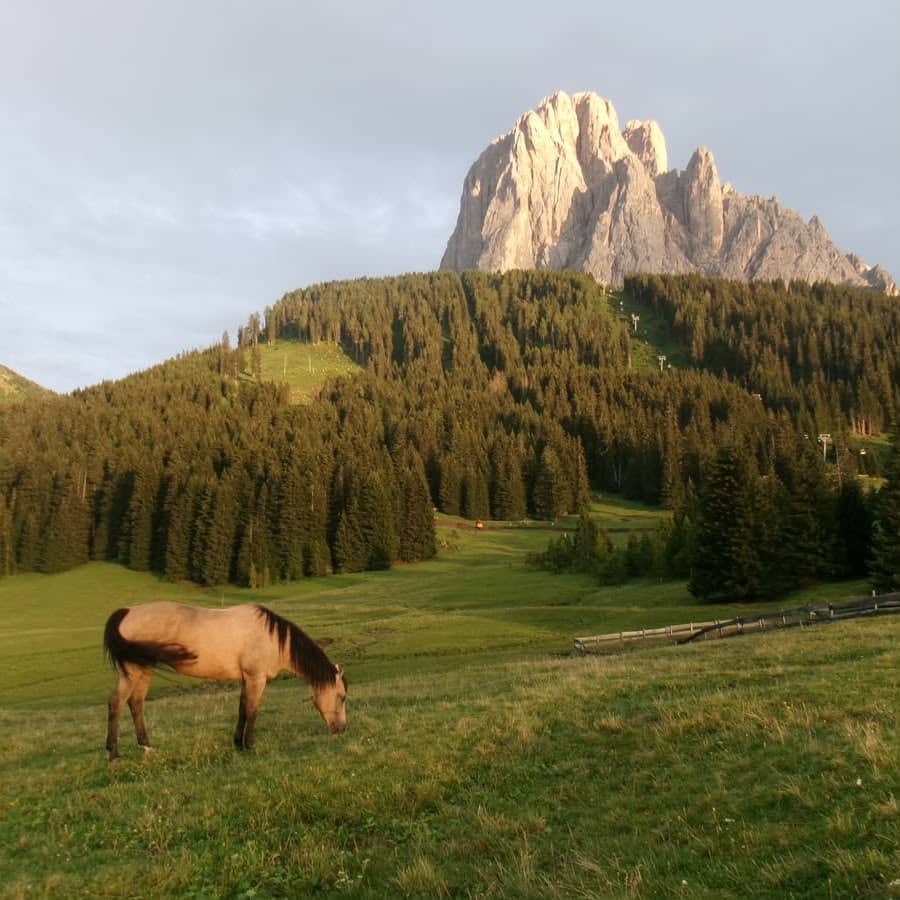 Cavalli al pascolo ai piedi delle Dolomiti — foto 4