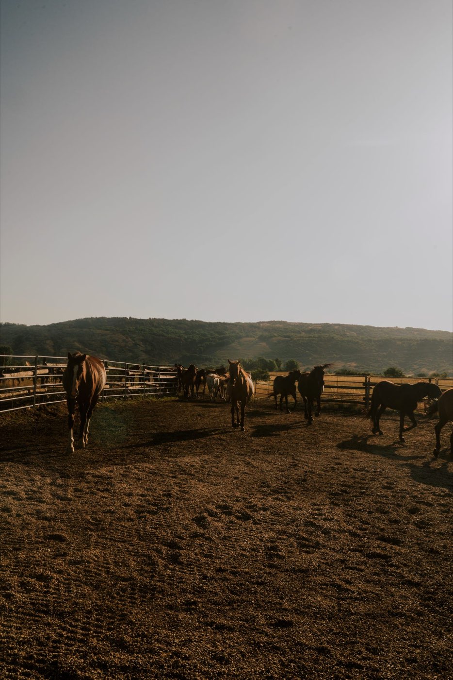 Gruppo a cavallo con la mandria nel Parco Sirente-Velino — foto 1