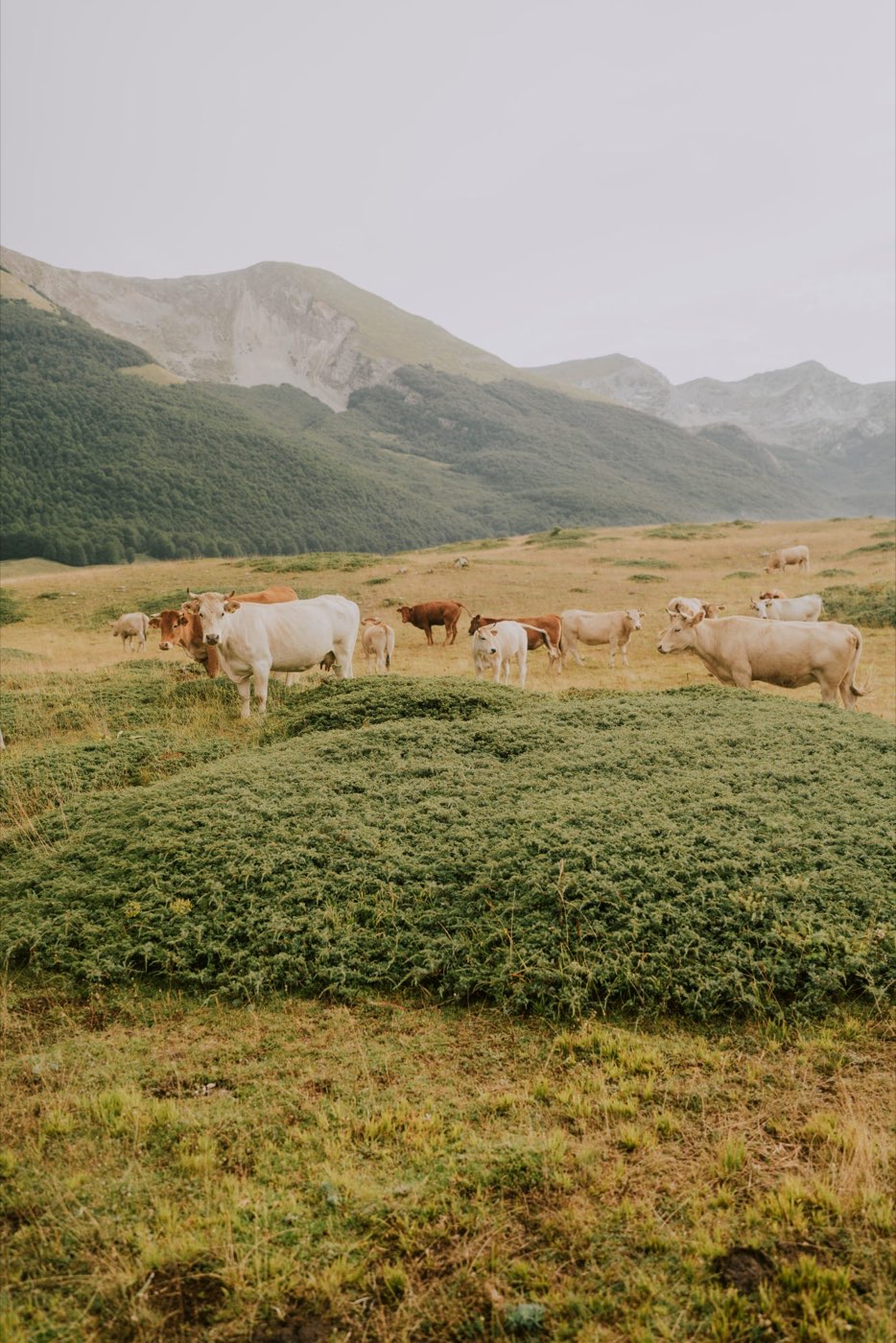 Gruppo a cavallo con la mandria nel Parco Sirente-Velino — foto 2
