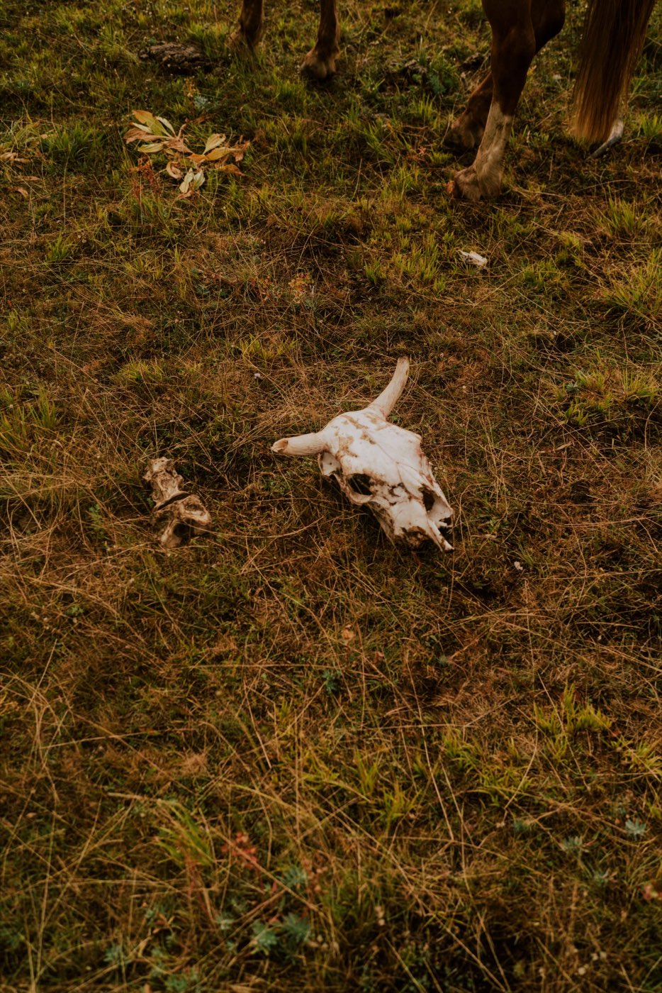 Gruppo a cavallo con la mandria nel Parco Sirente-Velino — foto 3