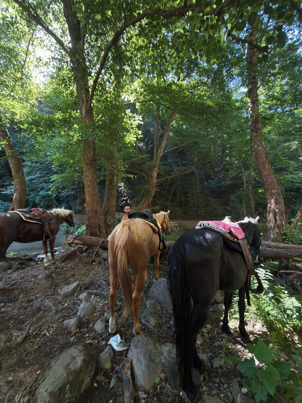 Cavaliere al lavoro con la mandria al pascolo — foto 3