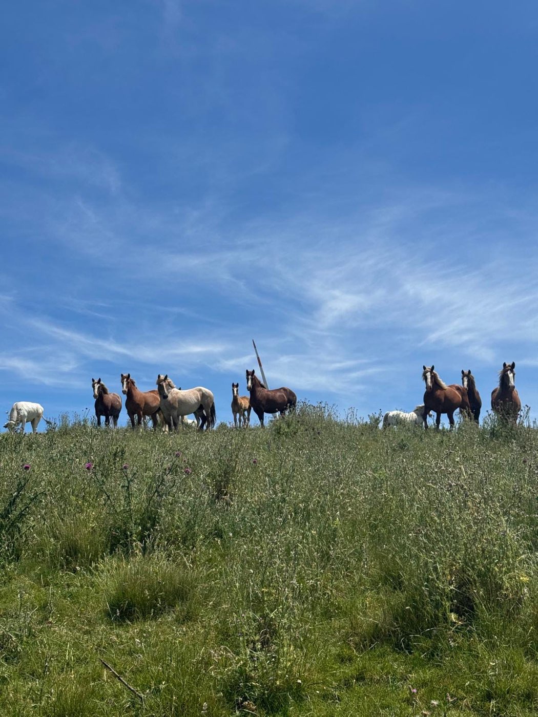 Panorama dalla sella a Cerreto Sannita — foto 5