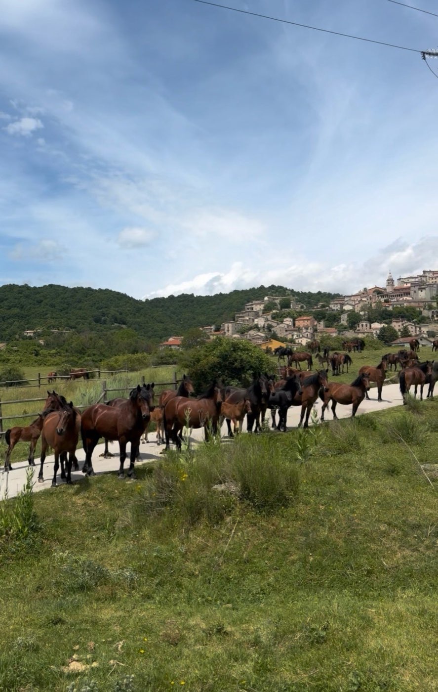Fila di cavalieri nella Valle del Rodeo in Abruzzo — foto 4