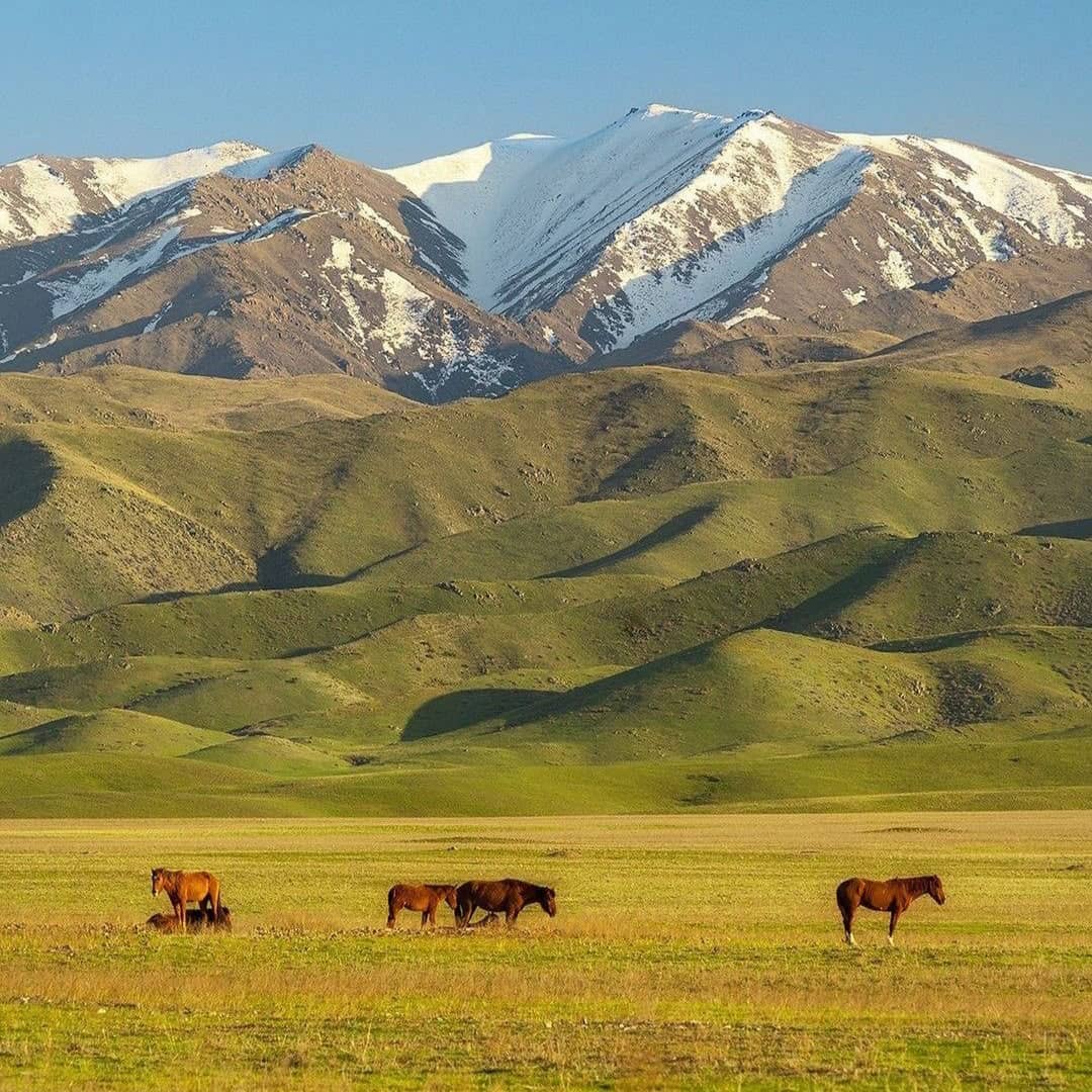 Cavalli, yurte e montagne del Tian Shan in Kirghizistan — foto 2