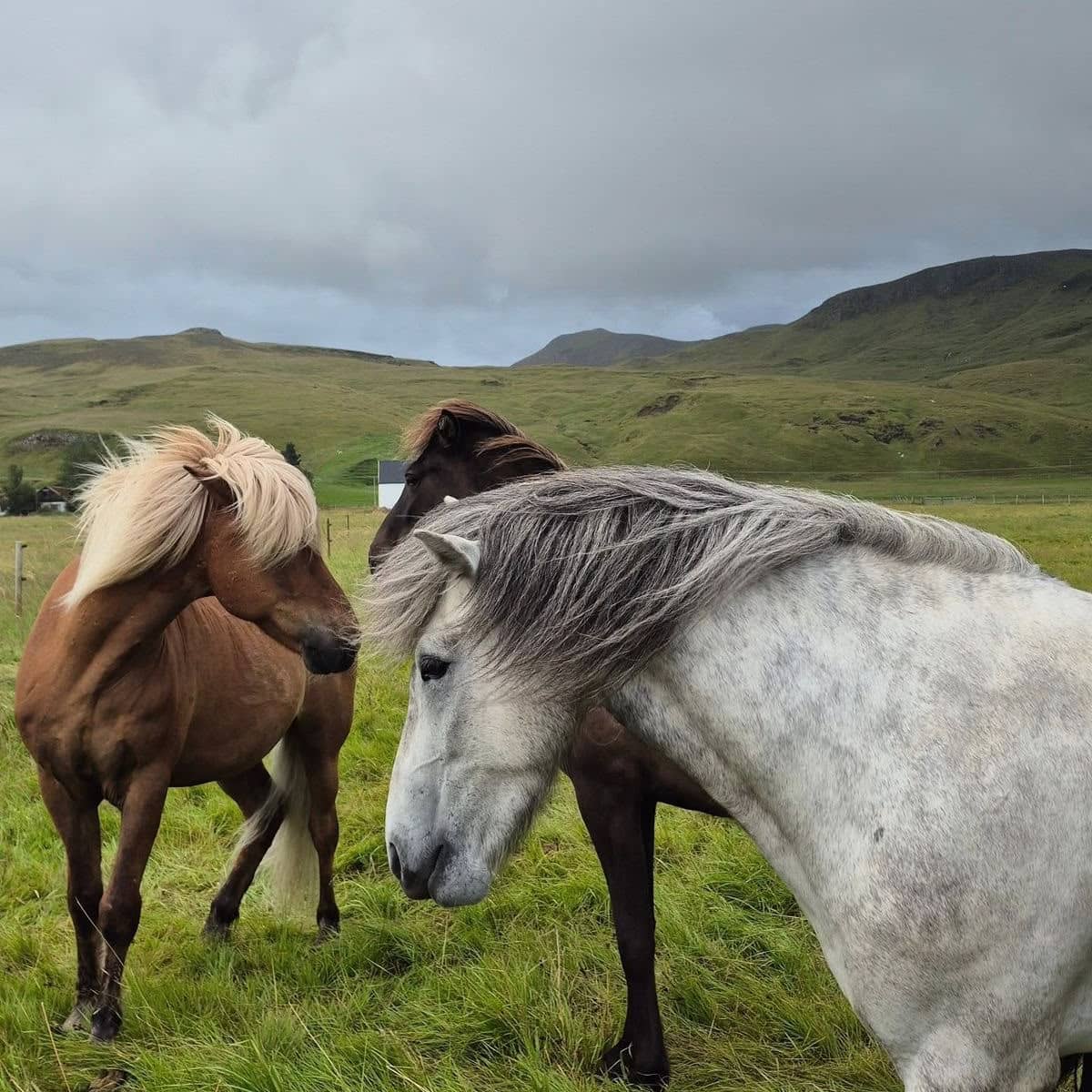 Cavalli, yurte e montagne del Tian Shan in Kirghizistan — foto 3
